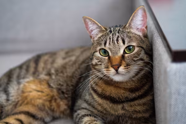 gato rajado no sofá olhando para a câmera