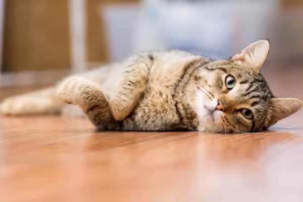 gato malhado deitado no chão