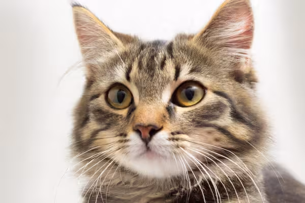 rosto de gato rajado