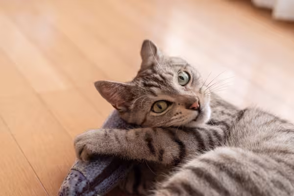 gato rajado deitado no chão