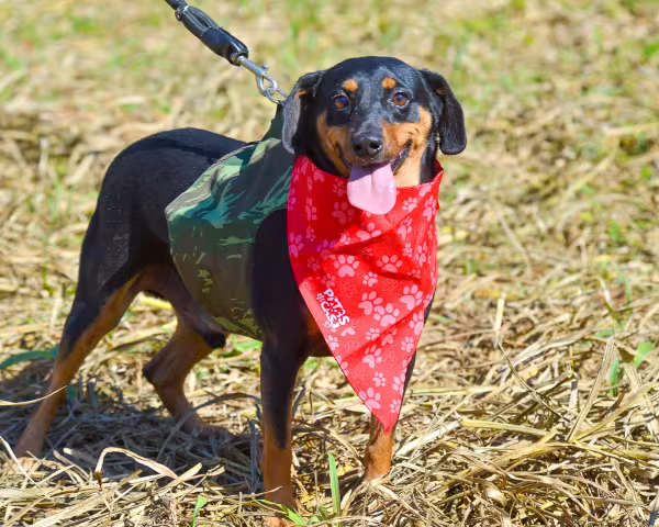 vira-lata preto com caramelo usando bandana