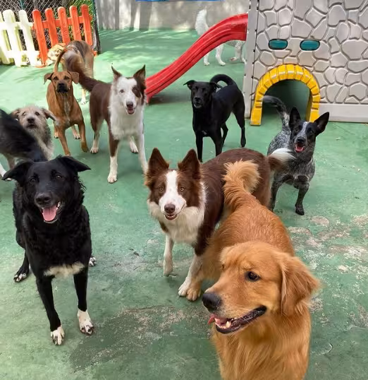 cachorros na creche