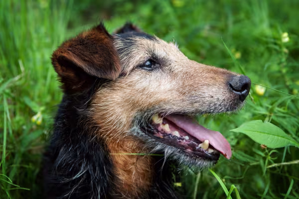 cachorro idoso com boca aberta mostrando dentes