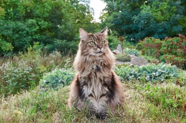gato maine coon na floresta