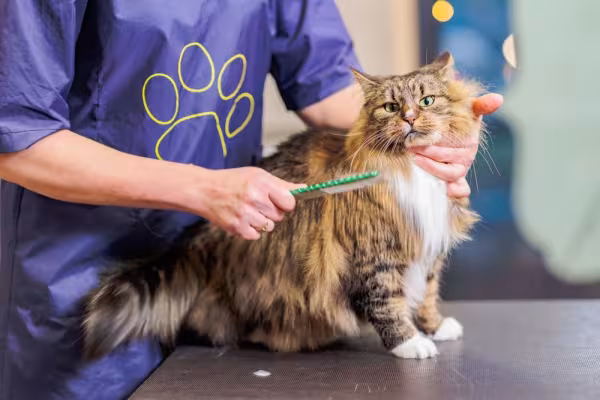 gato maine coon tendo o pelo escovado