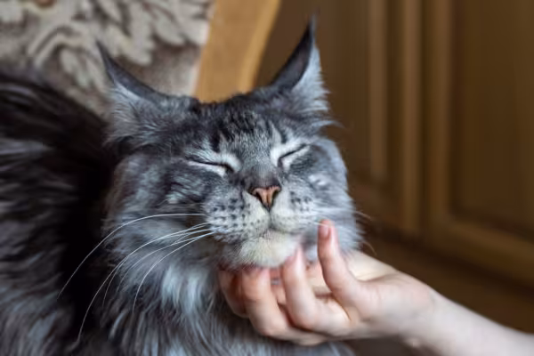 gato maine coon recebendo carinho