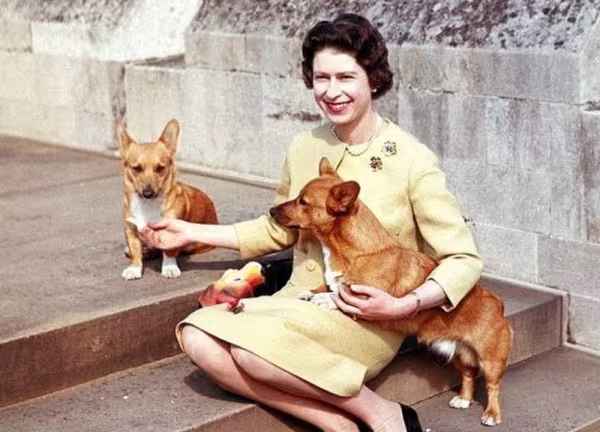 rainha com cachorros corgi sentada
