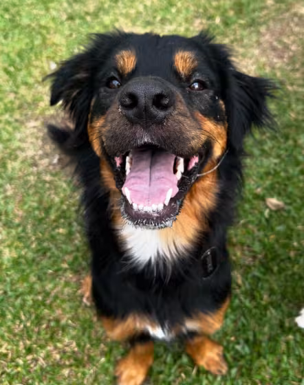 cachorro peludo feliz