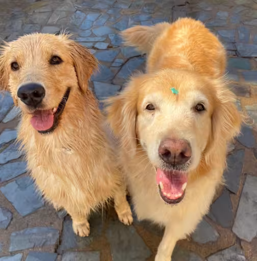 cachorros felizes peludos