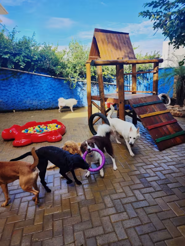 cachorros na creche