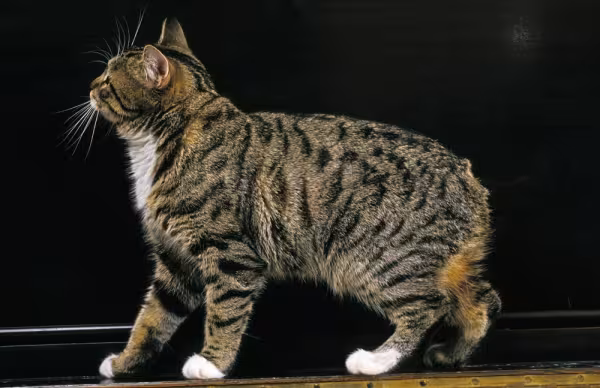 gato manês malhado com fundo preto
