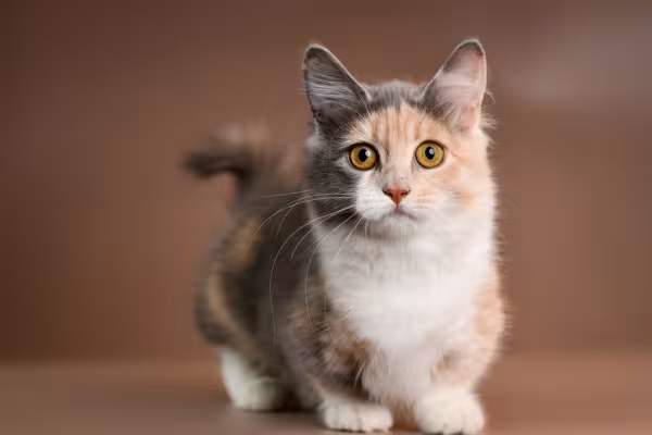 Gato Munchkin bicolor olhando para câmera