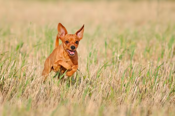 pinscher 0 caramelo correndo em gramado