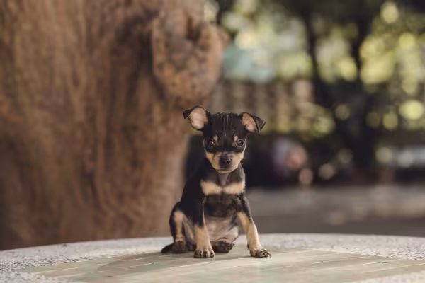 filhote de pinscher 0 sentado