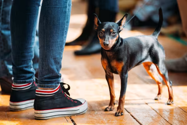 pinscher 0 em pé perto de pernas de uma pessoa
