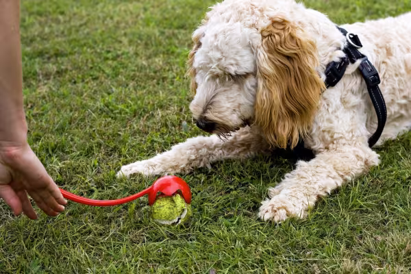 cachorro olhando para bola no chão com lançador de bolas em cima