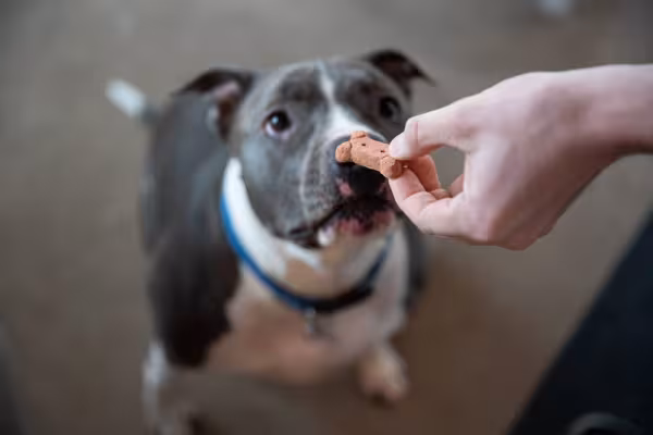 cachorro cheirando mão com petisco