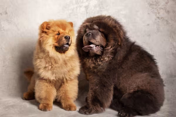 chow chow dourado e outro preto lado a lado