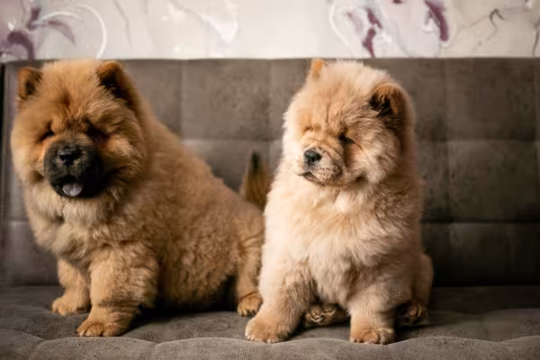 dois filhotes de chow chow sentados um do lado do outro