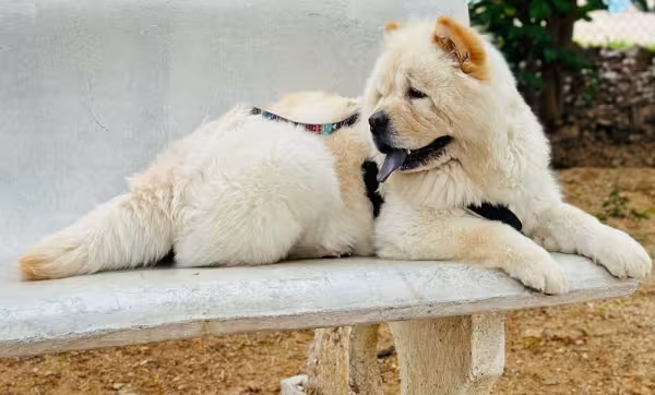 chow chow branco deitado em cima de banco no parque
