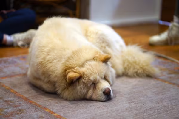 chow chow branco deitado dormindo no chão