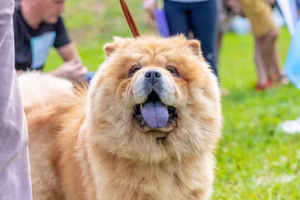 chow chow com a boca aberta e língua azul de fora