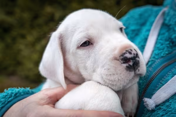filhote de dogo argentino no colo de uma pessoa