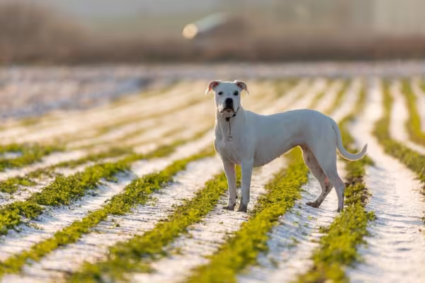 dogo argentino ao ar livre
