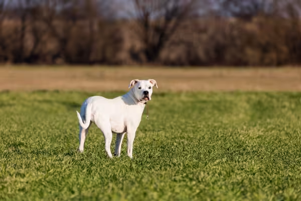 dogo argentino andando por um campo