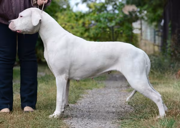 dogo argentino visto de lado