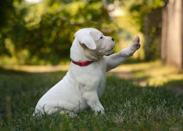 dogo argentino filhote com a patinha levantada