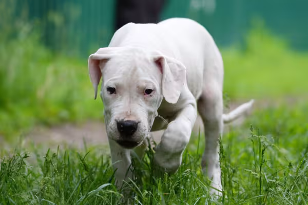 dogo argentino andando pelo mato