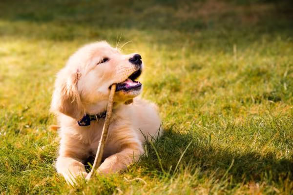 golden retriever filhote mordendo um graveto deitado na grama