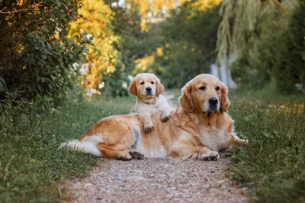 golden retriever filhote deitado em cima da mãe na grama