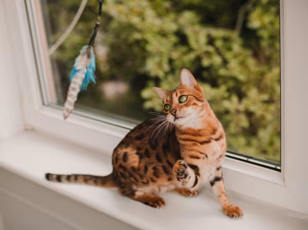 gato Bengal brincando com varinha