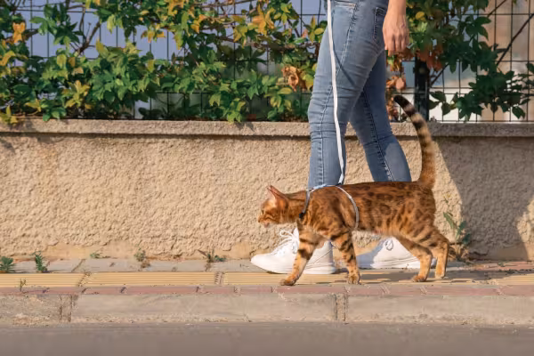 gato Bengal passeando de coleira