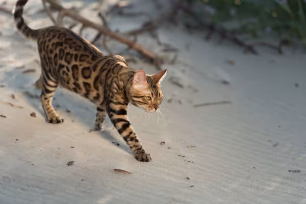 gato Bengal andando sob areia