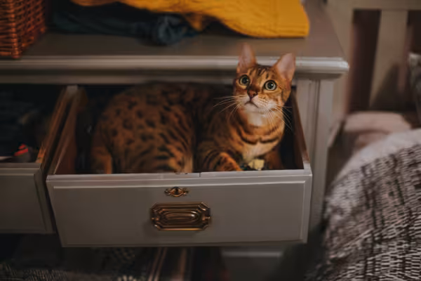 gato Bengal dentro de gaveta