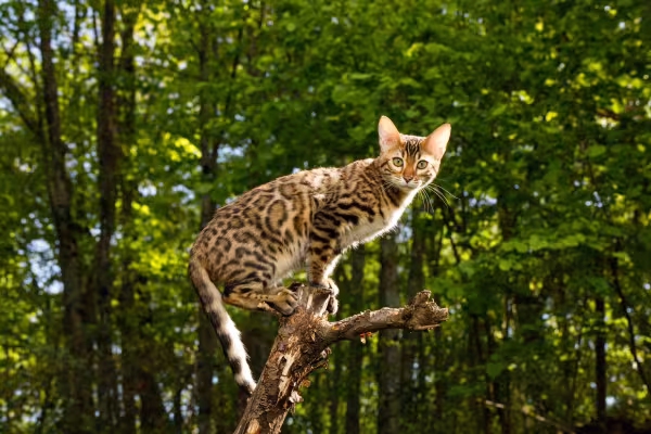 gato Bengal em cima de galho de árvore