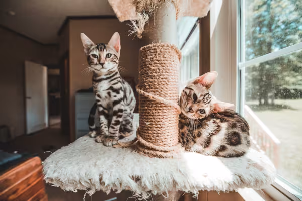 gato Bengal filhote brincando com arranhador