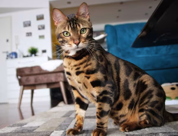 gato Bengal sentado dentro de casa