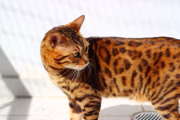 gato Bengal de perfil 