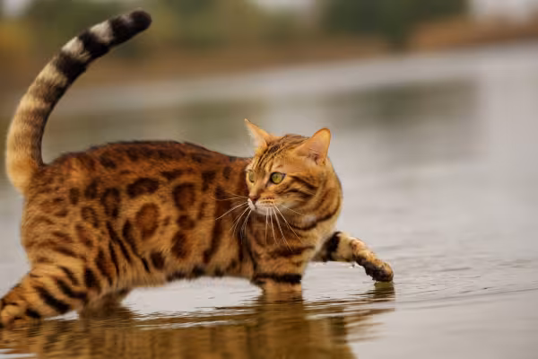 Gato Bengal dentro de rio 