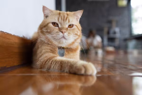 gato de pelo curto inglês laranja deitado perto da parede