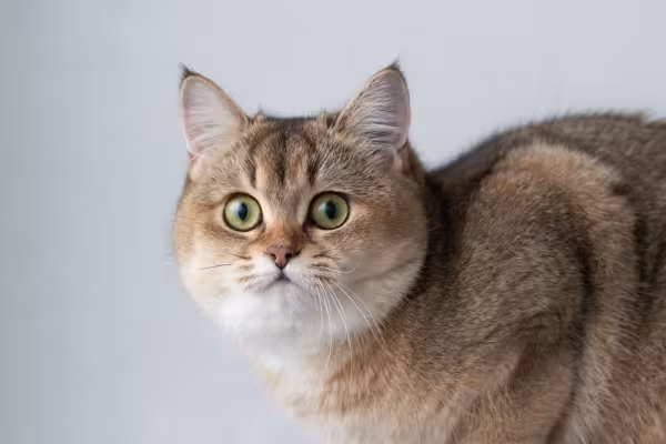 gato de pelo curto inglês olhando assustado