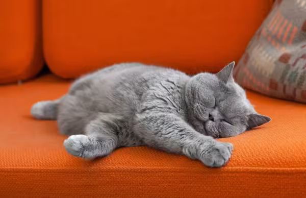 gato de pelo curto inglês cinza deitado em sofá
