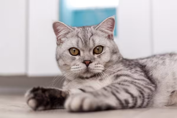 gato de pelo curto inglês malhado deitado