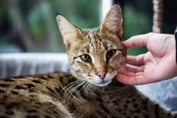 gato Savannah recebendo carinho