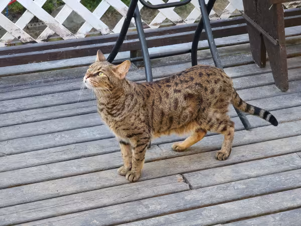 gato Savannah na varanda