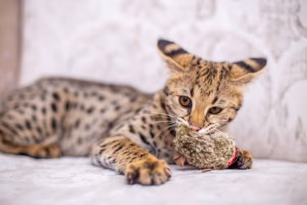 gato Savannah deitado